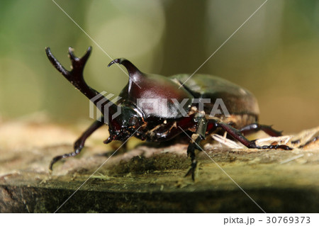 カブト虫（田村市・常葉町） 30769373