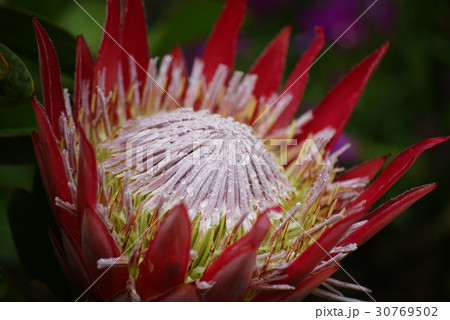 キングプロティア 30769502