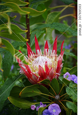 キングプロティア 30769503