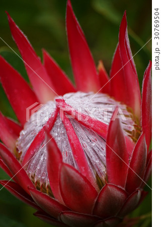 キングプロティア 30769504