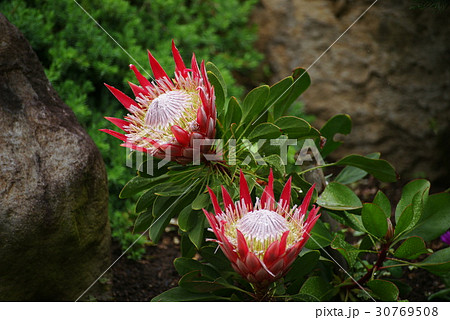キングプロティア 30769508