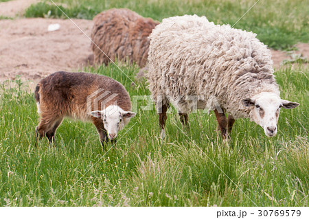 Sheep and lamb grazing on green grass Sheep and lamb grazing on green grass 30769579
