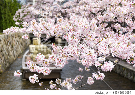 一之船入の桜 一之船入の桜 30769684