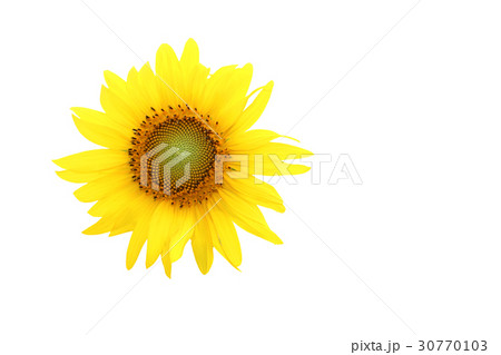 sunflower on isolated white 30770103