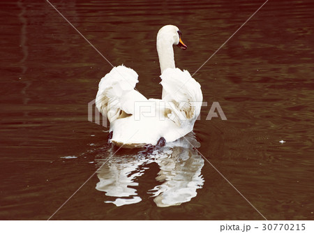 Swans - Cygnus in water, bird scene, red filter 30770215