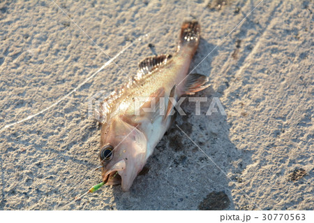 釣り上げた魚 ガヤ 釣り上げた魚 ガヤ 30770563