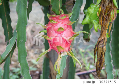 dragon Fruit on the tree after rain in garden 30771515