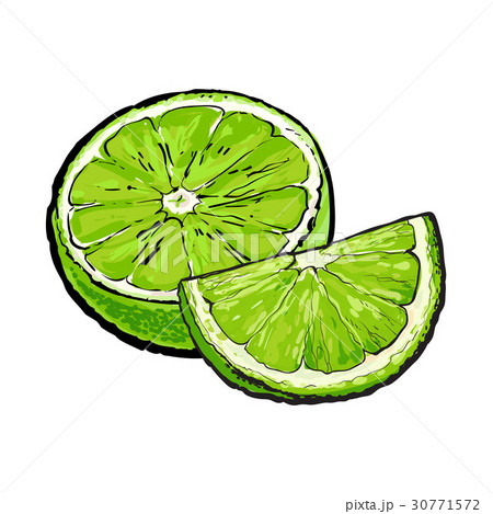 Half and quarter of ripe green lime, hand drawn Half and quarter of ripe green lime, hand drawn 30771572
