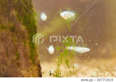 水槽のコケ　富栄養化 30771819