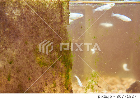 水槽のコケ　富栄養化 30771827