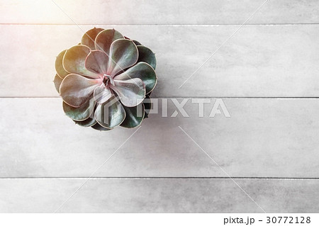 Succulent or cactus pot on gray concrete table Succulent or cactus pot on gray concrete table 30772128