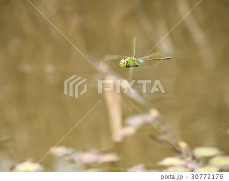 ギンヤンマ 30772176