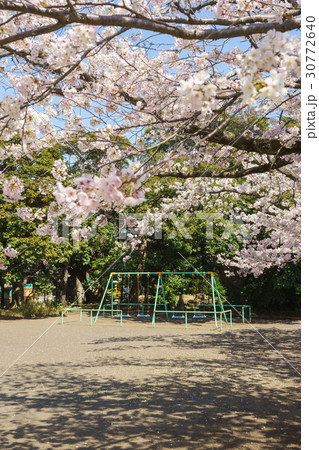 桜満開の公園 桜満開の公園 30772640