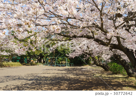 桜満開の公園 桜満開の公園 30772642