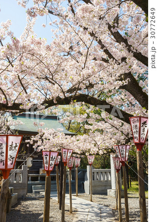 桜満開の沼津日枝神社 30772649