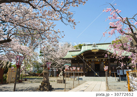 桜満開の沼津日枝神社 30772652