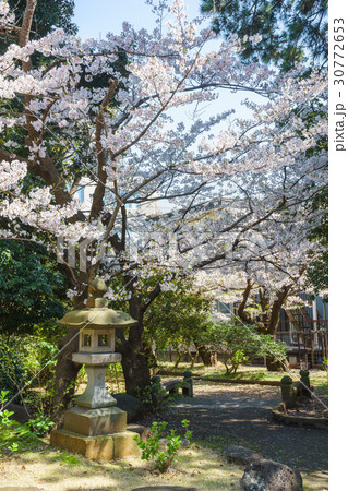 桜満開の沼津日枝神社 30772653