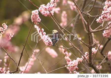 紅梅と小鳥 紅梅と小鳥 30773396
