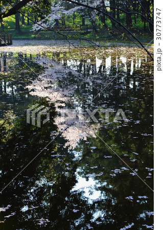 間々田八幡宮の桜 間々田八幡宮の桜 30773747