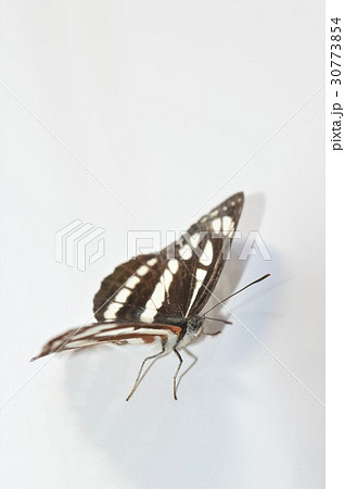 ホシミスジチョウ　白背景 30773854