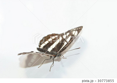 ホシミスジチョウ 白背景 ホシミスジチョウ 白背景 30773855