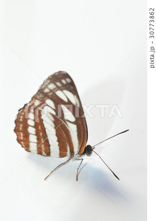 ホシミスジチョウ　白背景 30773862