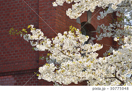 王子散歩：旧醸造試験所第一工場 30775048