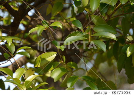 樹木：サカキ　ツバキ科 30775058