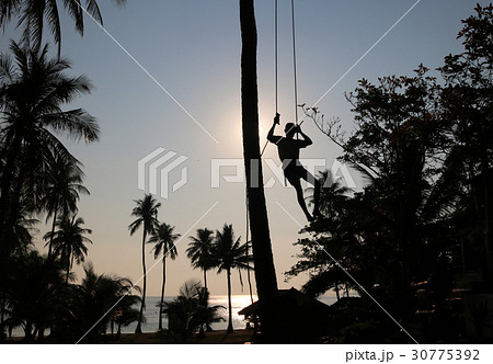 Man climbing coconut tree in the morning. 30775392