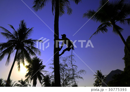 Man climbing coconut tree in the morning. 30775393
