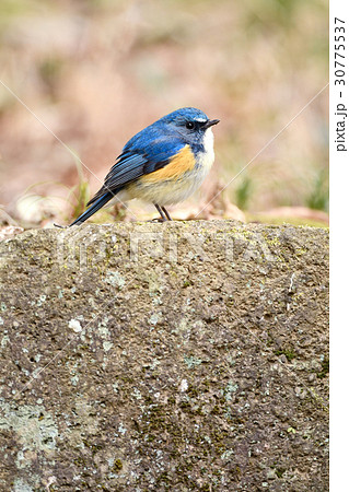 ルリビタキの雄 30775537