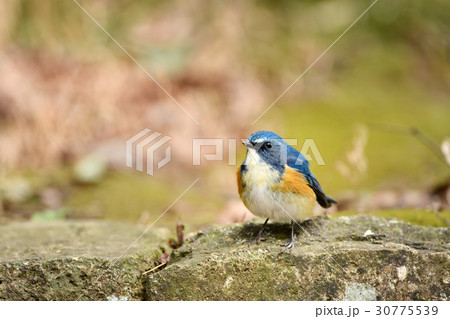 ルリビタキの雄 30775539