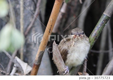 Streak-eared bulbul Streak-eared bulbul 30775723