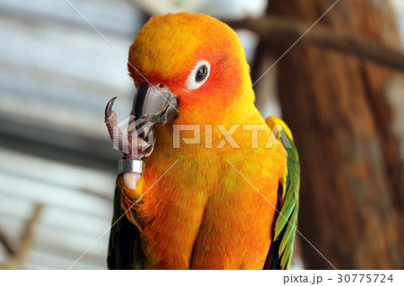 ring on leg parrot ring on leg parrot 30775724