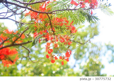 Caesalpinia pulcherrima : Flowers are the peacock' 30775732