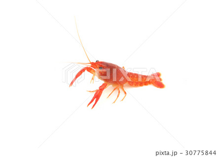 red Crayfish on isolated red Crayfish on isolated 30775844