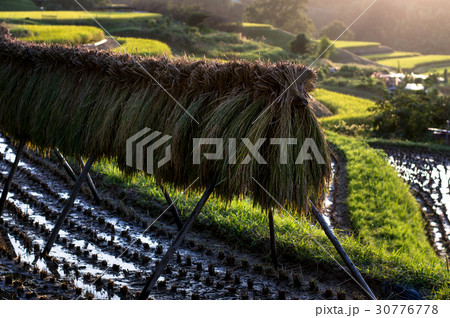 下赤阪棚田風景 30776778