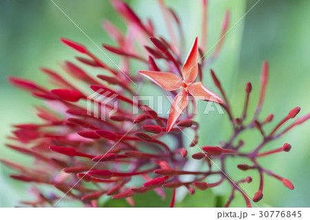Red ixora bloom single selective focus copy space. 30776845