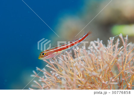 タテジマヘビギンポ 30776858