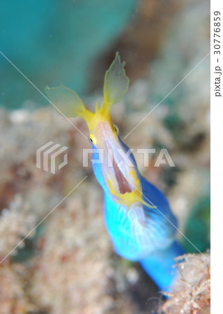 ハナヒゲウツボ ハナヒゲウツボ 30776859