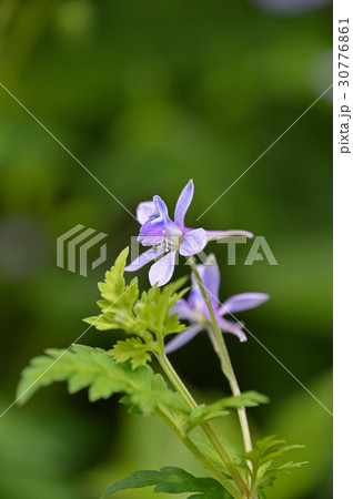 セリバヒエンソウ 芹葉飛燕草 の写真素材