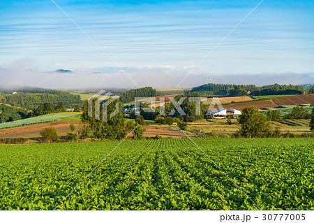 《北海道》美瑛・朝の田園風景 《北海道》美瑛・朝の田園風景 30777005