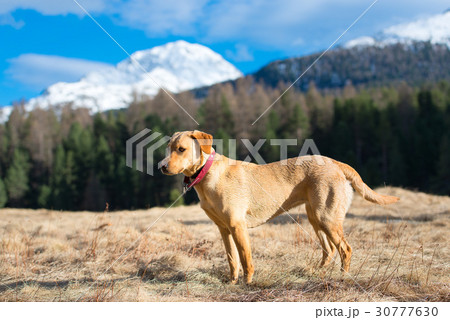 Labrador Retriever female walking in the mountains Labrador Retriever female walking in the mountains 30777630