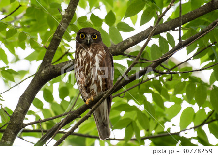アオバズク　ミミズク　ふくろう　フクロウ　青葉　夏　寝起き 30778259