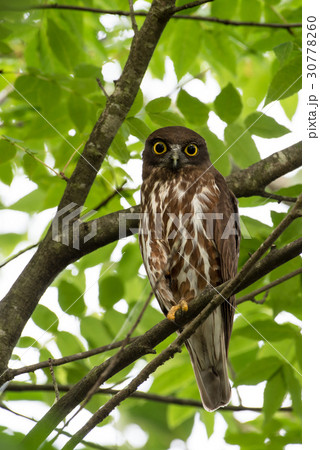 アオバズク　ミミズク　ふくろう　フクロウ　青葉　夏　寝起き　縦構図 30778260