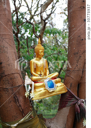 Golden Buddha On Tree 30778937