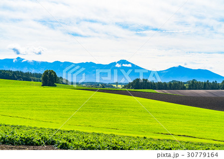《北海道》美瑛・朝の田園風景 《北海道》美瑛・朝の田園風景 30779164