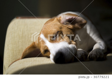 Closeup shot of happy beagle sleeping on sofa. Closeup shot of happy beagle sleeping on sofa. 30779221