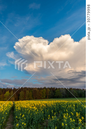 Big cloud over rapeseed field and forest Big cloud over rapeseed field and forest 30779998