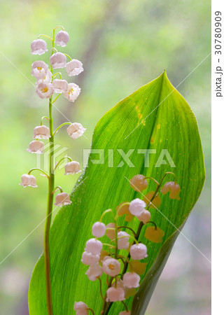Lily of the valley (convallaria majalis) Lily of the valley (convallaria majalis) 30780909